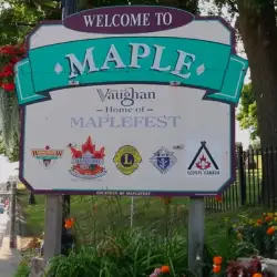 maple